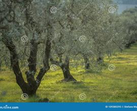 Oliveto con in più terreno agricolo e frutta