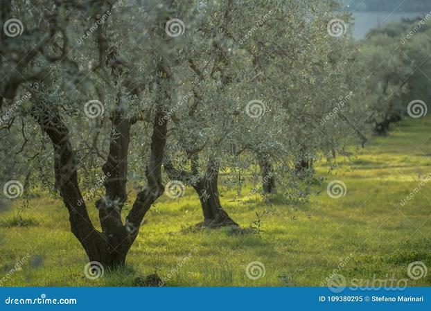 Oliveto con terreno anneso e frutta