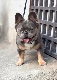 Bulldog Fluffy X monta