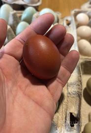 Gallina Marans