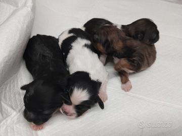 Cuccioli di shihztu