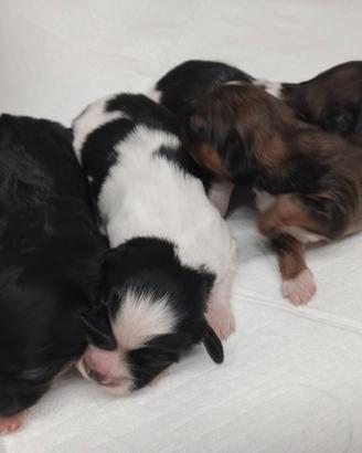 Cuccioli di shihztu