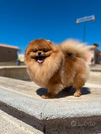 Spitz di Pomerania nana femmina