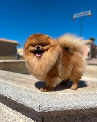 Spitz di Pomerania nana femmina