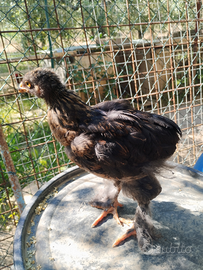 Brahma perniciato oro