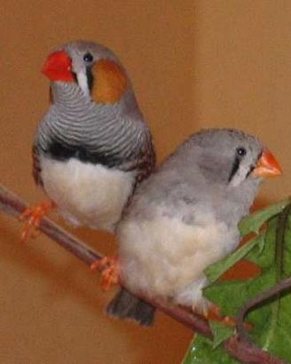 Uccelli