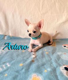 Chihuahua maschio senza pedigree