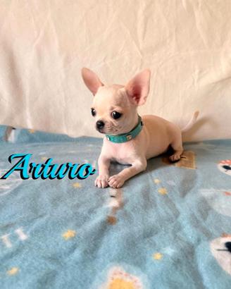 Chihuahua maschio senza pedigree