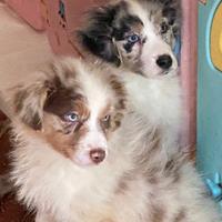 Cuccioli australian shepherd