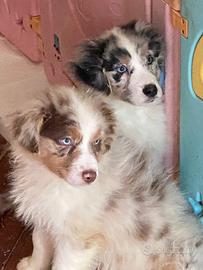 Cuccioli australian shepherd