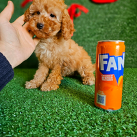 Cuccioli di Barboncini Toy e Mini Toy