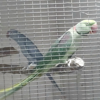 Coppia di parrocchetti adulta