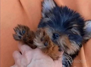 Yorkshire cuccioli taglia piccolissima