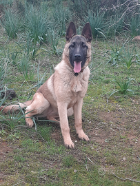 Cucciola pastore belga malinos