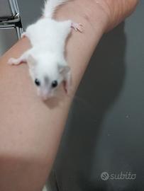 mini ghiri africani 