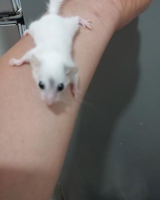mini ghiri africani 