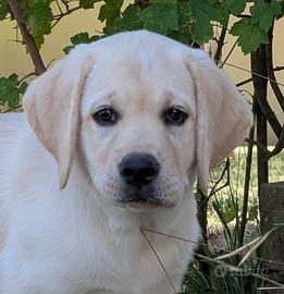 Labrador cucciole miele
