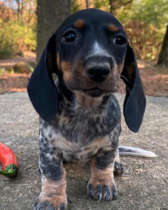 Bassotti nani