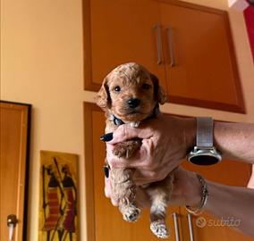 Vendita cuccioli barboncini nani