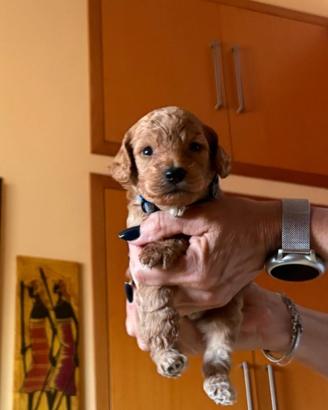 Vendita cuccioli barboncini nani