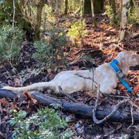 Cuccioli di Setter Inglese