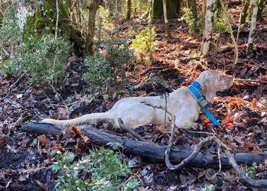 Cuccioli di Setter Inglese