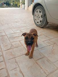 Meravigliosa cucciola rimasta