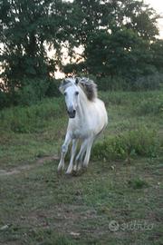 Cavallo spagnolo