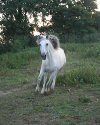 Cavallo