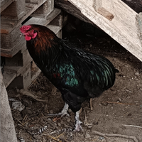 Galletto araucana/marans