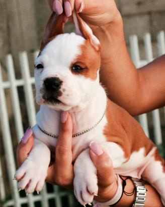 Amstaff American Staffordshire terrier 