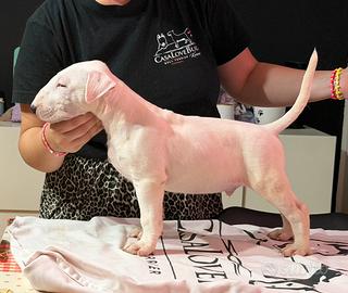 Cuccioli Bull terrier