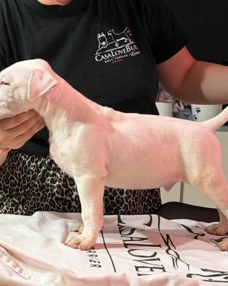 Cuccioli Bull terrier