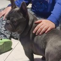 Bouldogue francese blu-lillac per monta stallone