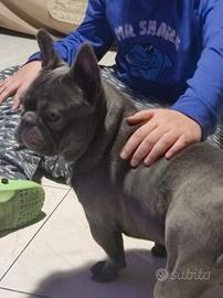 Bouldogue francese blu-lillac per monta stallone