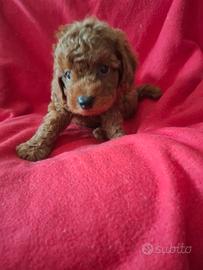 Maschietto maltipoo