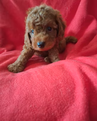 Maschietto maltipoo
