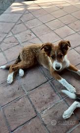4 cucciole pastore vaccinate e sverminate
