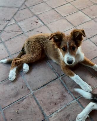 4 cucciole pastore vaccinate e sverminate