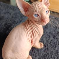 Sphynx maschio bianco