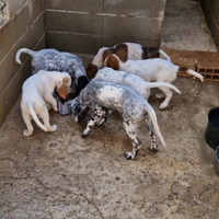 Cuccioli di setter inglese