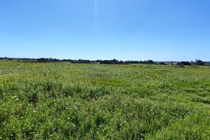 Terreno Agricolo Ugento [Cod. rif 3307507VRG]