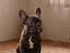 Immagine 3