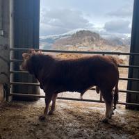 Torello limousine 10 mesi