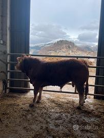 Torello limousine 10 mesi