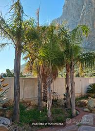 Gruppo cocus e yucca elephantipes 