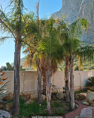 Gruppo cocus e yucca elephantipes 