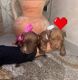 Cuccioli pit bul red nus
