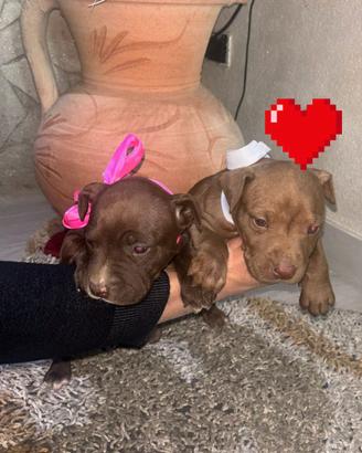 Cuccioli pit bul red nus