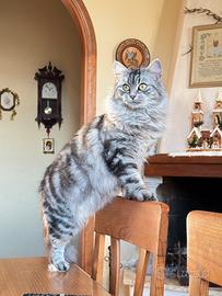 Gattino norvegese